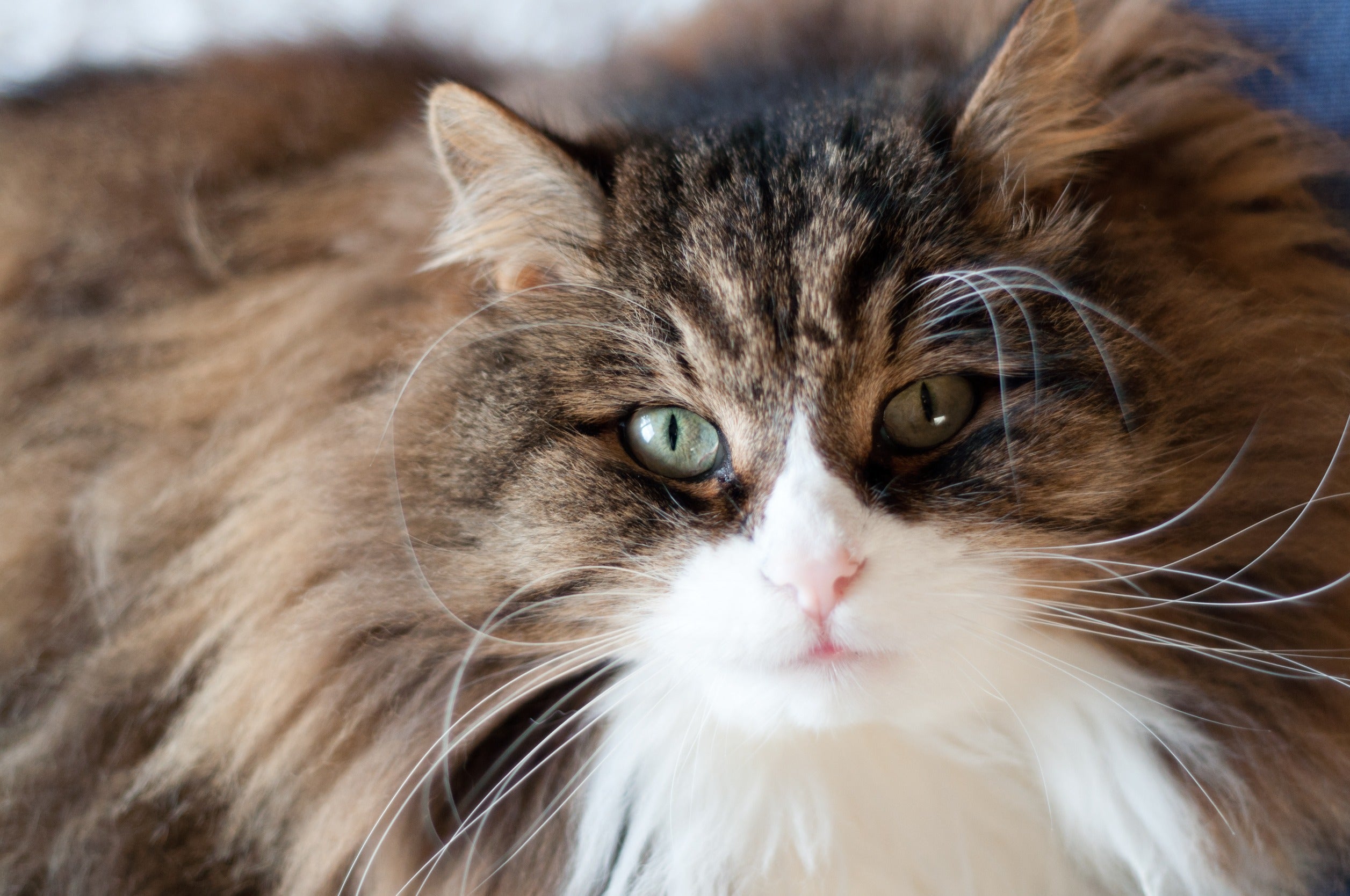 Liver Disease - What wet food is best for cats?