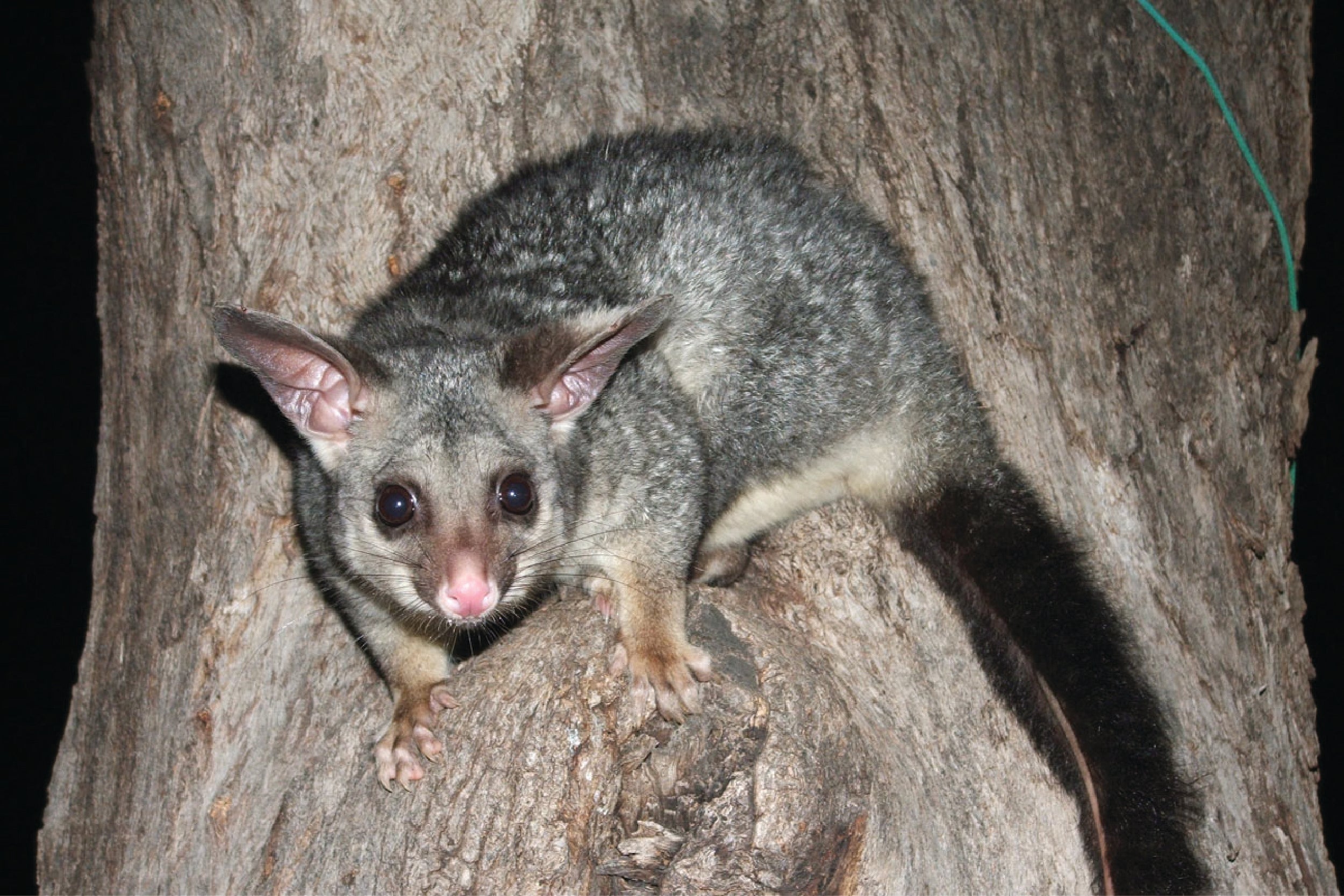 The New Zealand Brushtail Possum: Benefits for Pets