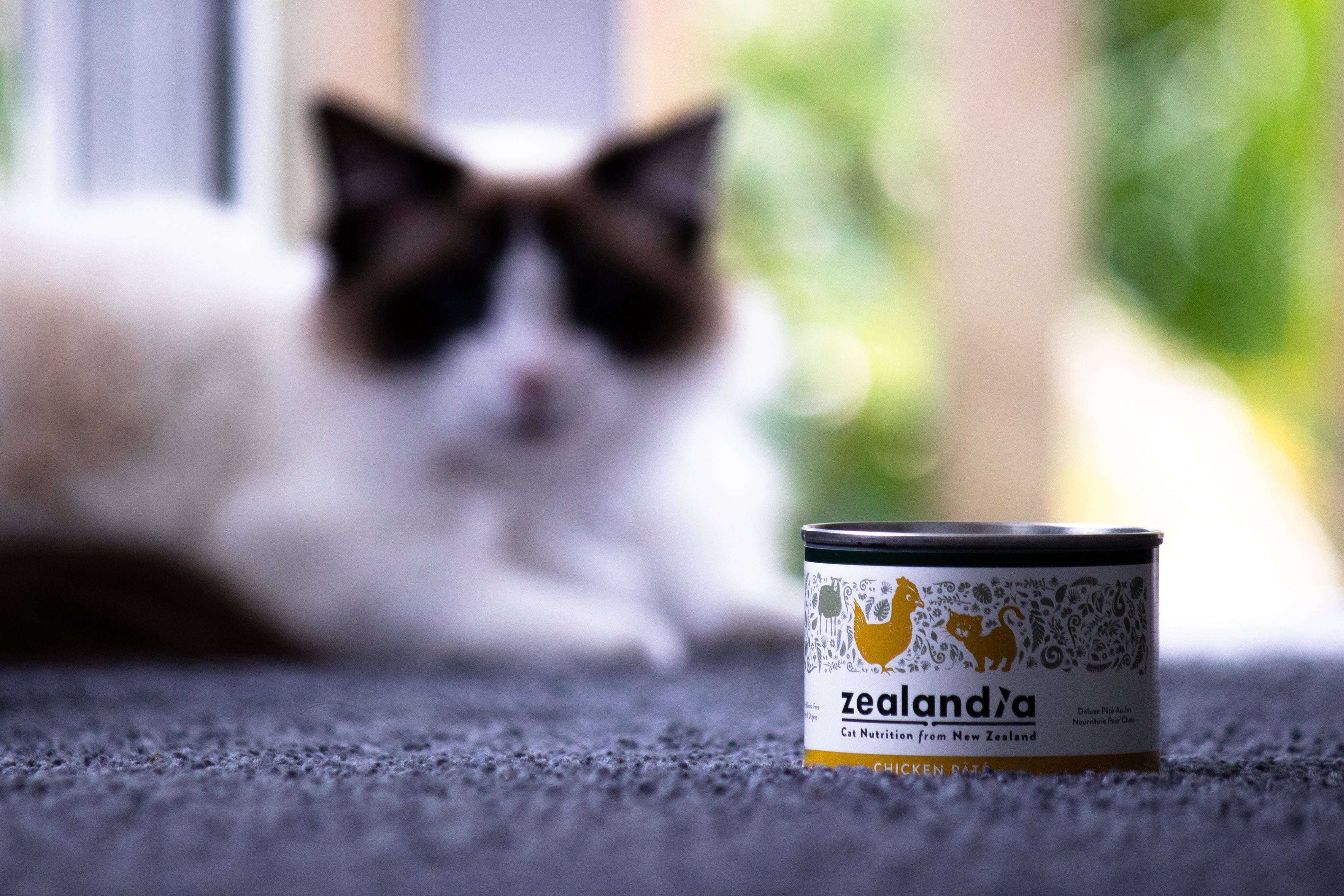 Arthritis: What wet food is best for cats and dogs?