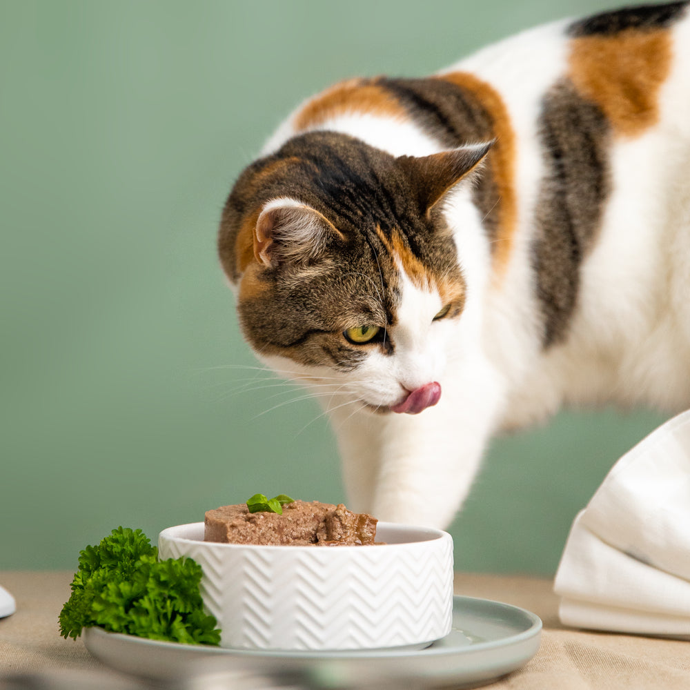 What wet food is best for cats & dogs with Inflammatory Bowel Disease?