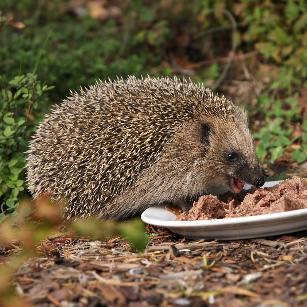 Do Birds Eat Dog Food? Discover the Unexpected Truth