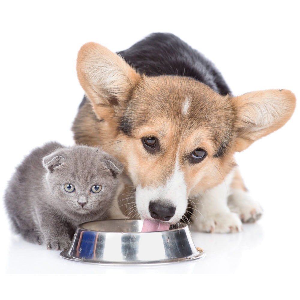What are the differences between Puppy/Kitten Food and Adult Pet Food?