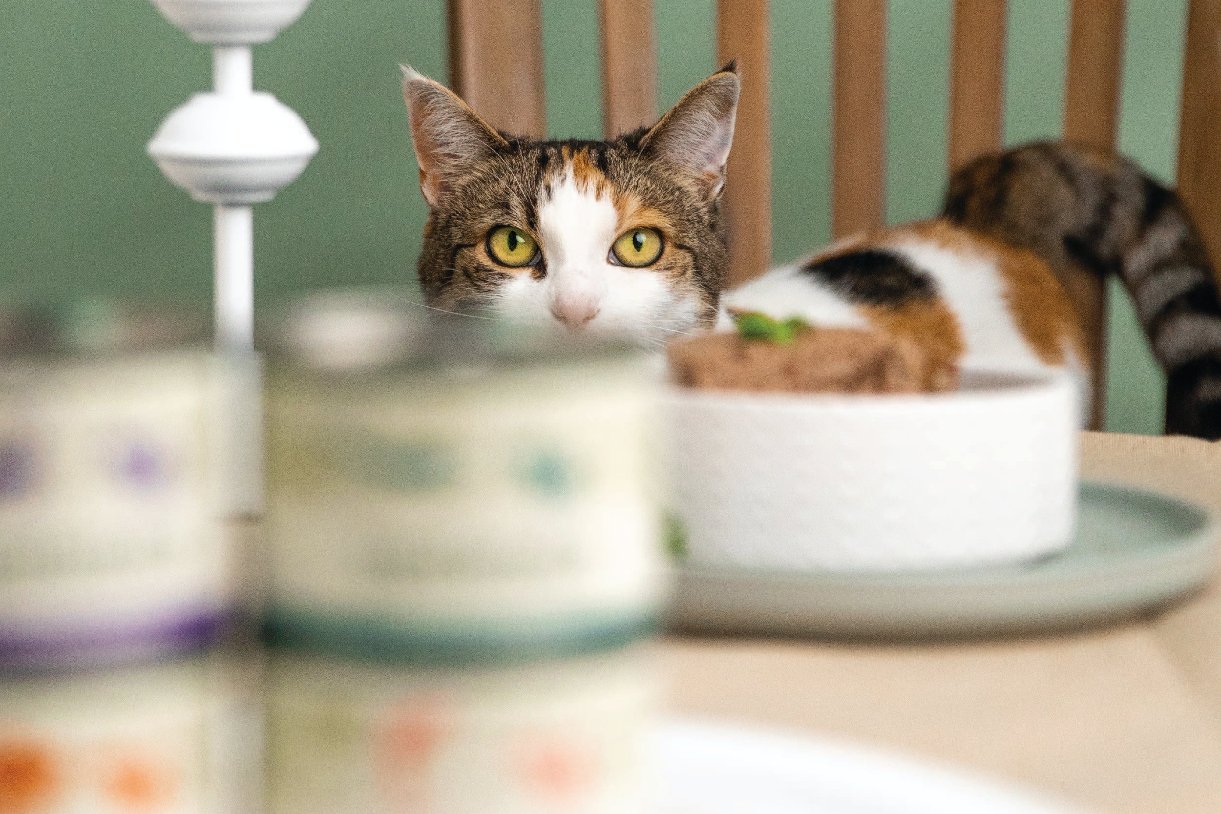 Understanding the Vitamins and Minerals in Zealandia Pet Food