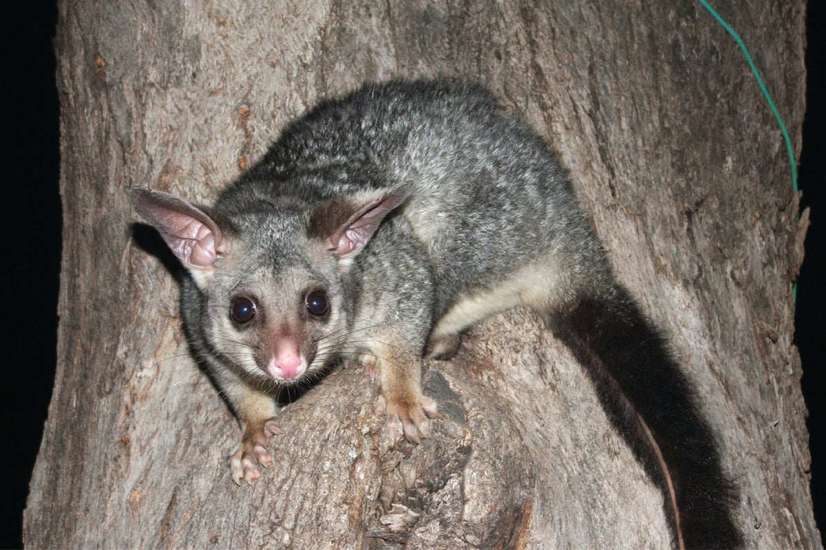 The New Zealand Brushtail Possum Benefits for Pets Zealandia Pet