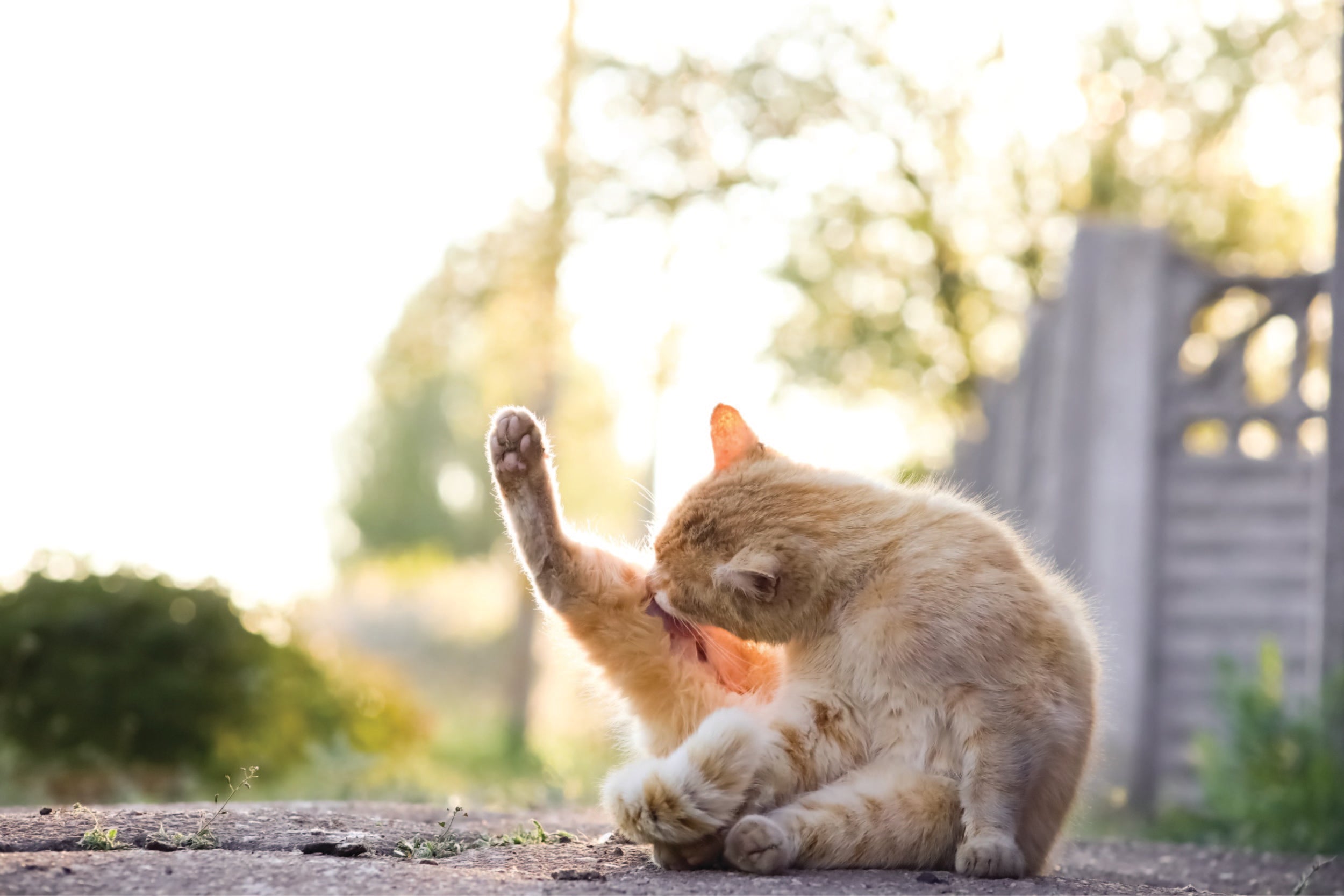 How Can I Fatten Up My Cat or Dog Zealandia Pet Nutrition from New Zealand