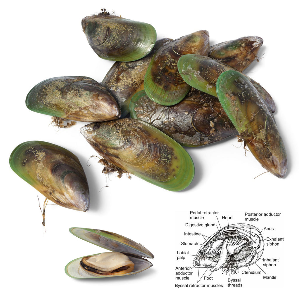 Green Lipped Mussels for Dogs Benefits side effects and dosage